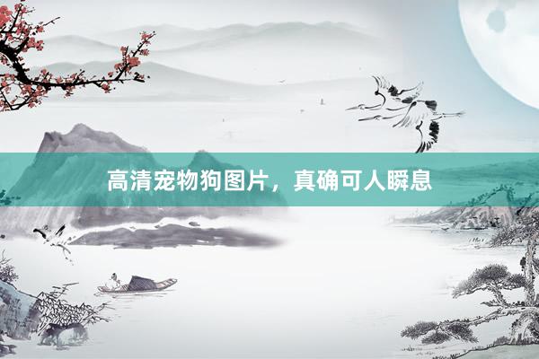高清宠物狗图片，真确可人瞬息